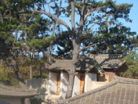최혁 주필의 전라도역사이야기-46. 사도세자(思悼世子)와 무안 운남의 동암묘(東巖廟)