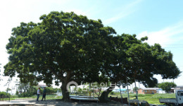 <21>소박함 그대로 영광 송이도