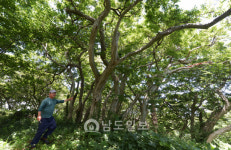 <21>소박함 그대로 영광 송이도