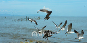 <21>소박함 그대로 영광 송이도