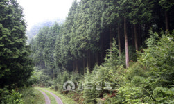 그곳에 가면 힐링(4)국내 최대 사유림 숲속의 비밀정원 보성 겸백 윤제림