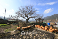 완도 청산도 아름다움을 한 자리에