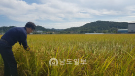 <현장르포>수확 앞둔 전남 최대 곡창지대 나주들녘 가보니