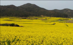 봄꽃보다 아름다운 섬에 하화도·관매도·선도선정