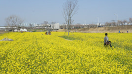강길 따라 펼쳐진 유채꽃…수변공원 봄나들이 각광