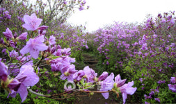 그곳에 가면 힐링(9)보성 일림산·초암산 연분홍 철쭉꽃 향연 펼친다