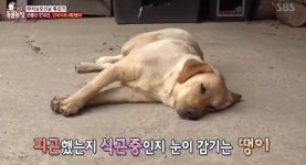 은봉산 卍 안국사 땡이..목줄도 없이 떠도는 건