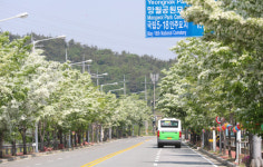 5·18묘지 주변 새하얀 이팝나무 활짝