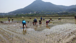 별량면 주민자치회, 논아트 조성 모내기 행사 개최