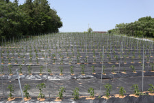 나는 귀농인-남도愛 산다 <5> 강진 이철규씨, 10년 준비해도 시행착오…지금은 학구파 억대 부농