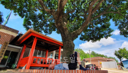 폭염에는 나무 그늘이 최고~