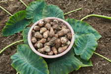 곡성토란 같은 품목 최초 지리적 표시 획득