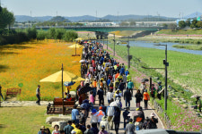 장성 황룡강 노란꽃잔치, 100만 관광객 몰려 대성황