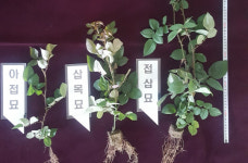 전남농기원, 장미 선진 육묘기술 개발