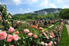조선대, 비대면 랜선 장미축제 개최