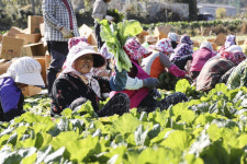 여수 돌산갓 매출 증가…효자노릇 톡톡