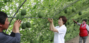 하늘에 열린 애플수박
