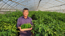 농도 전남 활력찾기 프로젝트 -특화작물 로 꿈꾸는 희망가-11.박희철 신북농협풋고추공선회 대표