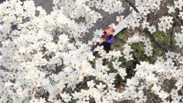 춘분 앞두고 활짝 핀 목련