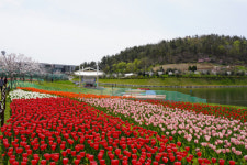 목포 삼학도서 봄꽃 향기 취해보세요