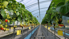 농도 전남 활력찾기 프로젝트 시즌 2 = 농촌의 희망 강소농이 뜬다-4.선현우 선율농장 대표