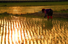 해질녘 뜬 모내기