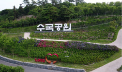 전남 희망 아이콘  섬·바다이야기 =  수국 천국 신안 도초도