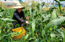 농도 전남 활력찾기 프로젝트 시즌 2 = 농촌의 희망 강소농이 뜬다 -5.김경식 개미와베짱이 농장 대표
