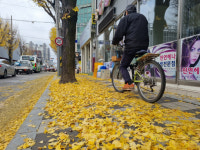 시야 가리고 미끄럽고 골칫덩이 낙엽