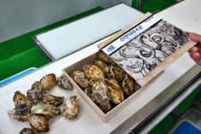 [핫이슈]신안 개체굴 산업 지역 넘어 세계로