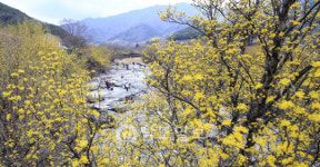 전남 구례군 산수유마을 노란 산수유 활짝