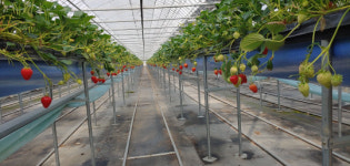 기획특집-귀농귀촌서 전남의 희망을 캐다-2. 김병옥 쭝이네 딸기 농가 대표