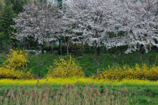 특별기획=이정학의 신비한 자연속으로 [85]배추좀나방