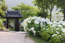신안군, 1004만 송이 수국축제 예정
