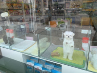 반려동물 1천만…동물병원 과잉진료비 사라질까