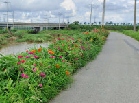 무안읍, 행복홀씨 입양사업 산책로 꽃길 조성