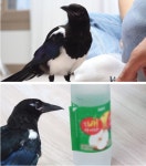 [TV 동물농장] 천재 까치 까봉이, 깜보 구조작전