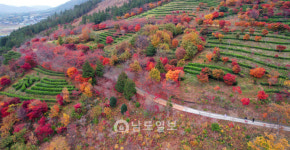 두륜산도립공원 단풍과 녹차밭
