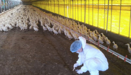 가정 관상조류서 고병원성 AI…나주 산란계·육용오리 항원 검출(종합)