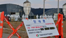 나주 오리농장서 전남 6번째 H5형 AI항원 검출,