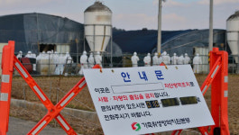 무안·함평 가금농장도 고병원성 AI 확진…전남 누적 9번째