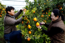 설 명절 선물로 진도 황금봉·레드향 어때요?