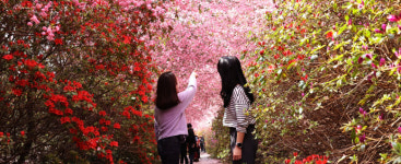 강진 남미륵사 해당화 장관