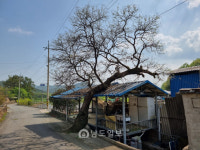 [118] 충효도 못다하고 가는 길 서러워라… 학자 의병장 후손 가문