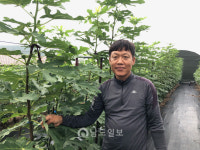 [사람&스토리]천삼용 영암 용이농장 대표 소화가 잘 안된다면 달콤한 무화과 맛보세요