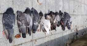 서구 근린공원 내 비둘기 집단폐사…원인 조사 중