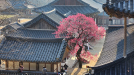 구례 화엄사 들매화 이어 홍매화 천연기념물 추가 지정된다