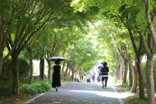 [광주 푸른길 20년-①]광주시민 삶에 뿌리내린 푸른길 발자취