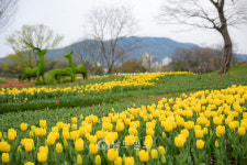 순천만국가정원 튤립 가져가세요