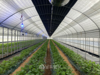 곡성 와사비 지역 신소득 작목으로 발돋움